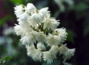 rośliny ogrodowe - Żylistek szorstki Plena (Deutzia scabra Plena) C3/40-60cm