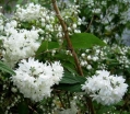 sklep ogrodniczy - Żylistek szorstki Plena (Deutzia scabra Plena) C3/40-60cm