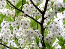 sadzonki -  Styrak japoński Styrax japonicus C10/60-80cm *K17