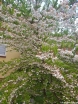 sklep ogrodniczy - Styrak japoński Styrax japonicus C10/60-80cm *K17