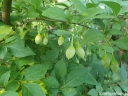 rośliny ogrodowe - Styrak japoński Styrax japonicus C10/60-80cm *K17