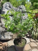 sadzonki - Styrak japoński Styrax japonicus C10/60-80cm *K17