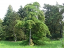 sadzonki - Sosna ARMANDA Pinus armandii C3/30-40cm *K4