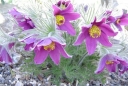 rośliny ogrodowe -  Sasanka zwyczajna FIOLETOWA Pulsatilla vulgaris /P11 *16