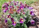 rośliny ogrodowe - Sasanka zwyczajna FIOLETOWA Pulsatilla vulgaris /P11 *16