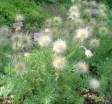 sklep ogrodniczy - Sasanka zwyczajna FIOLETOWA Pulsatilla vulgaris /P11 *16