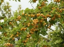 sklep ogrodniczy - Mirabelka z Nancy Śliwa ałycza Prunus cerasifera