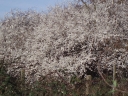 sklep ogrodniczy - Mirabelka z Nancy Śliwa ałycza Prunus cerasifera