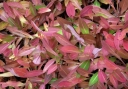 sklep ogrodniczy - Rdest pokrewny Polygonum affine Syn. Bisorta affinis /P12