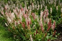 sklep ogrodniczy - Rdest pokrewny Polygonum affine Syn. Bisorta affinis /P12