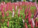 sadzonki - Rdest pokrewny Polygonum affine Syn. Bisorta affinis /P12