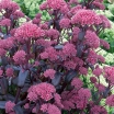 sadzonki -  Rozchodnik okazały 'PURPLE EMPEROR' Sedum spectabile /C2