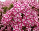sklep ogrodniczy -  Płomyk plamisty NATASCHA Floks Phlox maculata