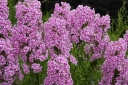 rośliny ogrodowe - Płomyk plamisty NATASCHA Floks Phlox maculata
