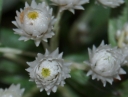sklep ogrodniczy - Anafalis perłowy (Anaphalis margaritaceae) /P9 *K16