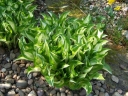 sklep ogrodniczy -  Hosta Undulata Mediovariegata (Funkia Mediovariegata) /C2 *K16