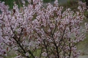 rośliny ozdobne - Wiśnia kosmata Prunus tomentosa C5/1,2-1,6m