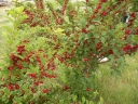 sklep ogrodniczy - Wiśnia kosmata Prunus tomentosa C5/1,2-1,6m