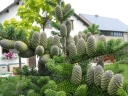 sadzonki -  Jodła koreańska Silberlocke - Abies koreana