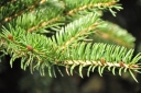 sklep ogrodniczy - Świerk szydlasty tygrysi Picea polita C5/50cm