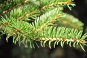 sadzonki - Świerk szydlasty tygrysi Picea polita C5/50cm