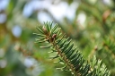 rośliny ozdobne - Świerk szydlasty tygrysi Picea polita C5/50cm