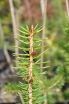 rośliny ozdobne - Świerk szydlasty tygrysi Picea polita C5/50cm