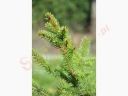 rośliny ozdobne -  Świerk pospolity Ośno WB Picea abies C2-3/40-80cm