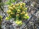 rośliny ozdobne - Świerk pospolity Ośno WB Picea abies C2-3/40-80cm