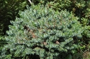 rośliny ogrodowe -  Świerk serbski Pimoko - Picea omorika