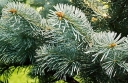 sadzonki -  Jodła górska Argentea  Abies lasiocarpa P13/40cm