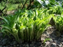rośliny ozdobne - Hosta Undulata Mediovariegata (Funkia Mediovariegata) /C2 *K16