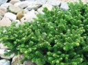 rośliny ogrodowe - Karłowa jodła koreańska Oberon - Abies koreana