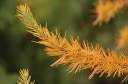 rośliny ogrodowe - Modrzew japoński 'Jakobsen's Pyramid' - Larix kaempferi P15/80cm