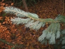 rośliny ozdobne - Świerk Engelmanna 'Glauca'  Picea engelmannii C5/60-80cm