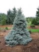 rośliny ozdobne - Świerk Engelmanna 'Glauca'  Picea engelmannii C5/60-80cm