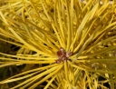 sklep ogrodniczy -  Sosna pospolita AUREA Pinus sylvestris 'Wintergold' P15/40-60cm