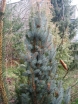 sadzonki -  Świerk kłujący Iseli Fastigiate Picea pungens P15/30-40cm *4K