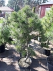 sadzonki - Sosna karłowa XAWERY 10-letnia Pinus Sylvestris C10/80cm *4