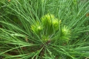 sklep ogrodniczy - Sosna czarna SPIELBERG 12-letnia Pinus nigra C10/90-110cm *4