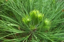 rośliny ogrodowe - Sosna czarna SPIELBERG 12-letnia Pinus nigra C10/90-110cm *4