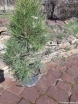 rośliny ogrodowe - Sosna czarna SPIELBERG 12-letnia Pinus nigra C10/90-110cm *4