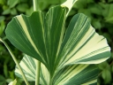 sklep ogrodniczy - Miłorząb dwuklapowy VARIEGATA Ginkgo biloba P13/40-50cm