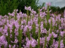 sadzonki - Odętka wirginijska RÓŻOWA (Physostegia virginiana Bouquet Rose) /P11 *K7