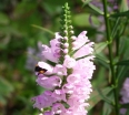 rośliny ozdobne - Odętka wirginijska RÓŻOWA (Physostegia virginiana Bouquet Rose) /P11 *K7