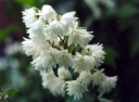 rośliny ozdobne - Żylistek szorstki 'PLENA' Deutzia scabra /P11