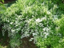sklep ogrodniczy - Żylistek szorstki 'PLENA' Deutzia scabra /P11
