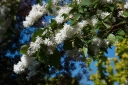 rośliny ozdobne - Żylistek szorstki 'PLENA' Deutzia scabra /P11