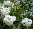 sadzonki - Żylistek szorstki 'PLENA' Deutzia scabra /P11