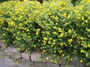 rośliny ozdobne - Pięciornik krzewiasty GOLD STAR Potentilla fruticosa /C2